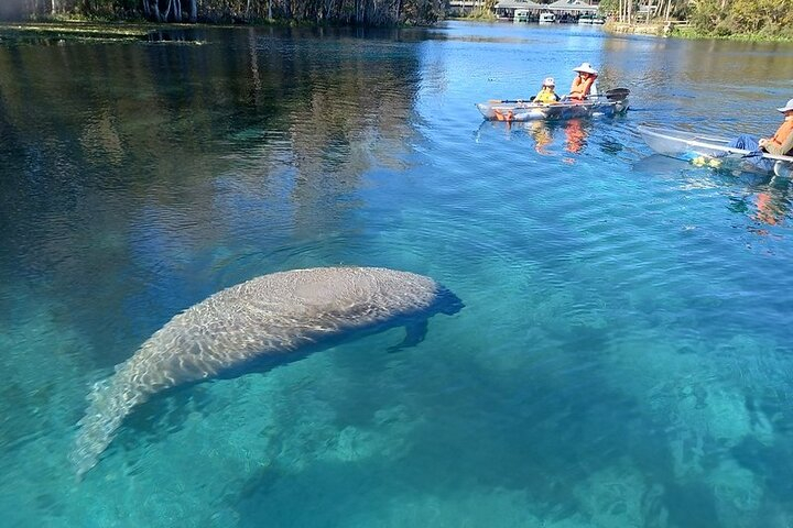 Explore the crystal-clear waters of Silver Springs encountering manatees and playful wildlife while gliding through lush landscapes in our clear kayaks and paddleboards. Discover nature’s hidden wonders!